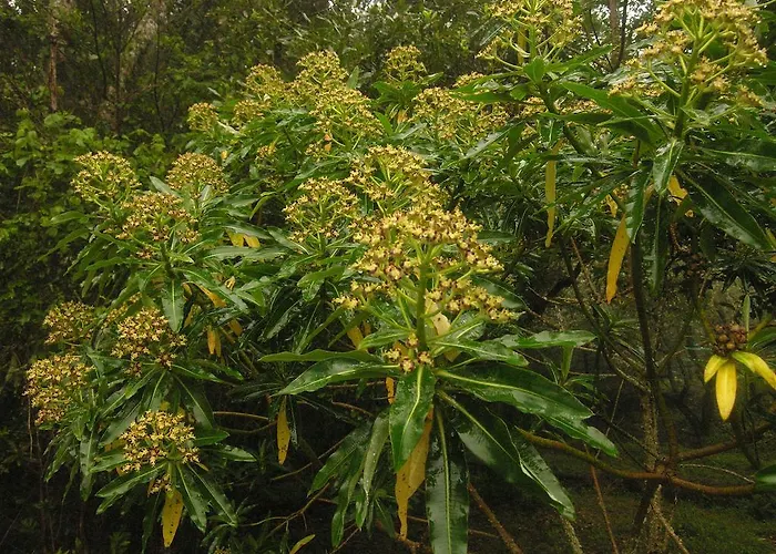 Ξενοδοχείο Candelaria
